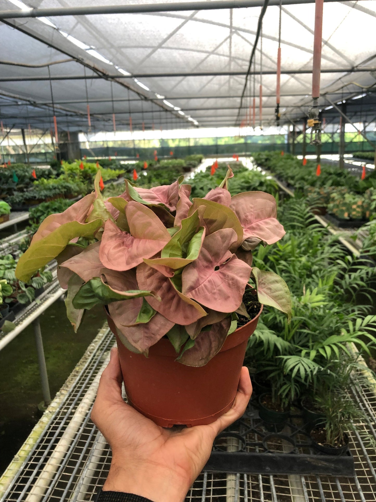 Syngonium 'Strawberry'