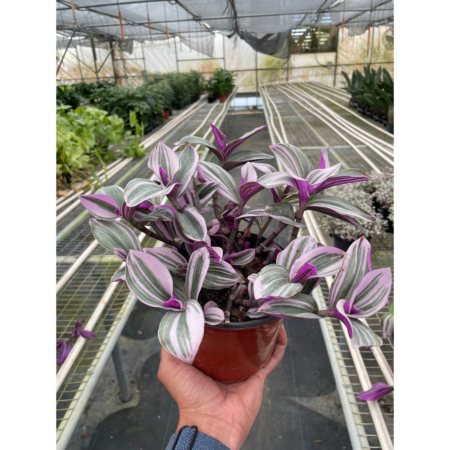 Tradescantia 'Nanouk'