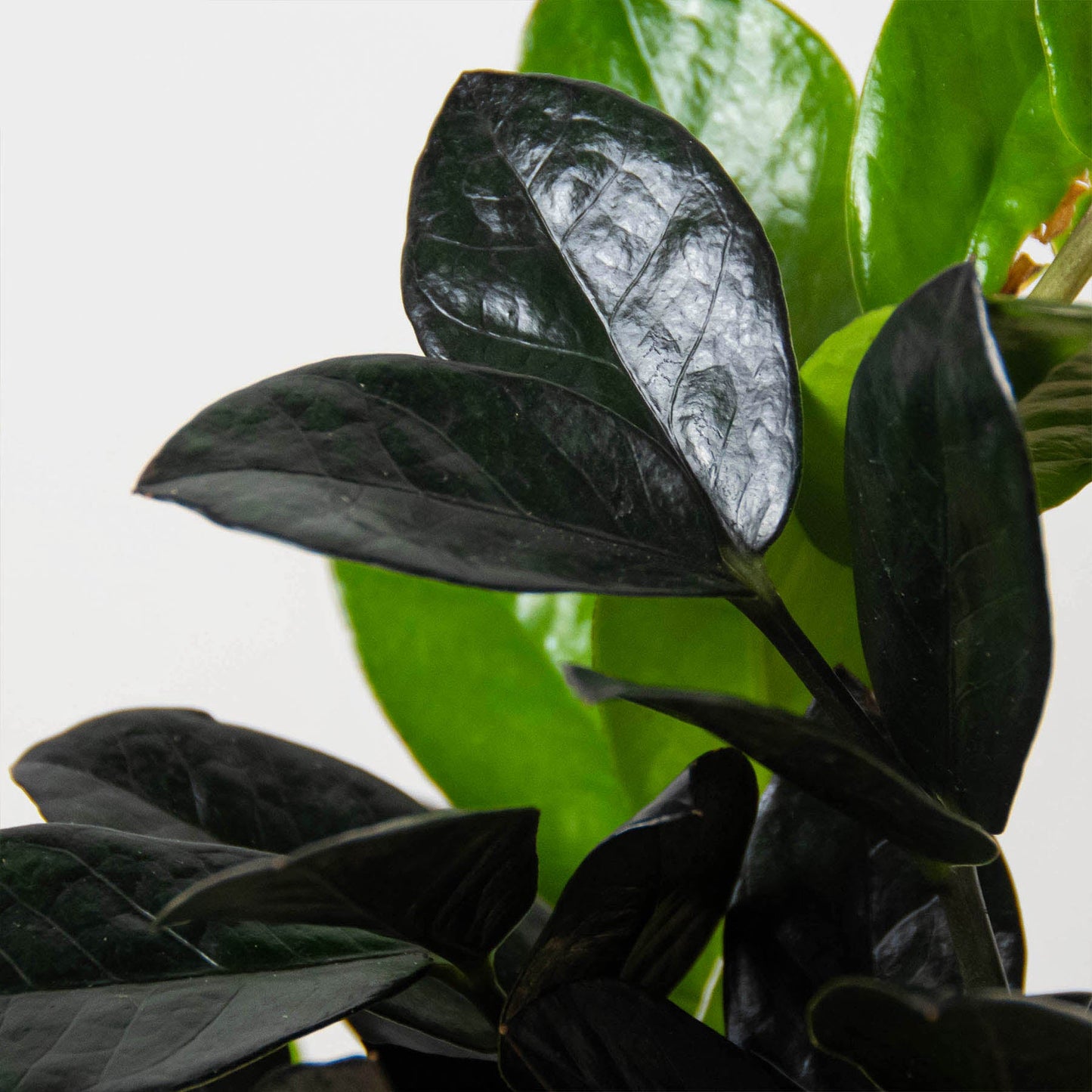 ZZ Zamioculcas 'Black Queen'