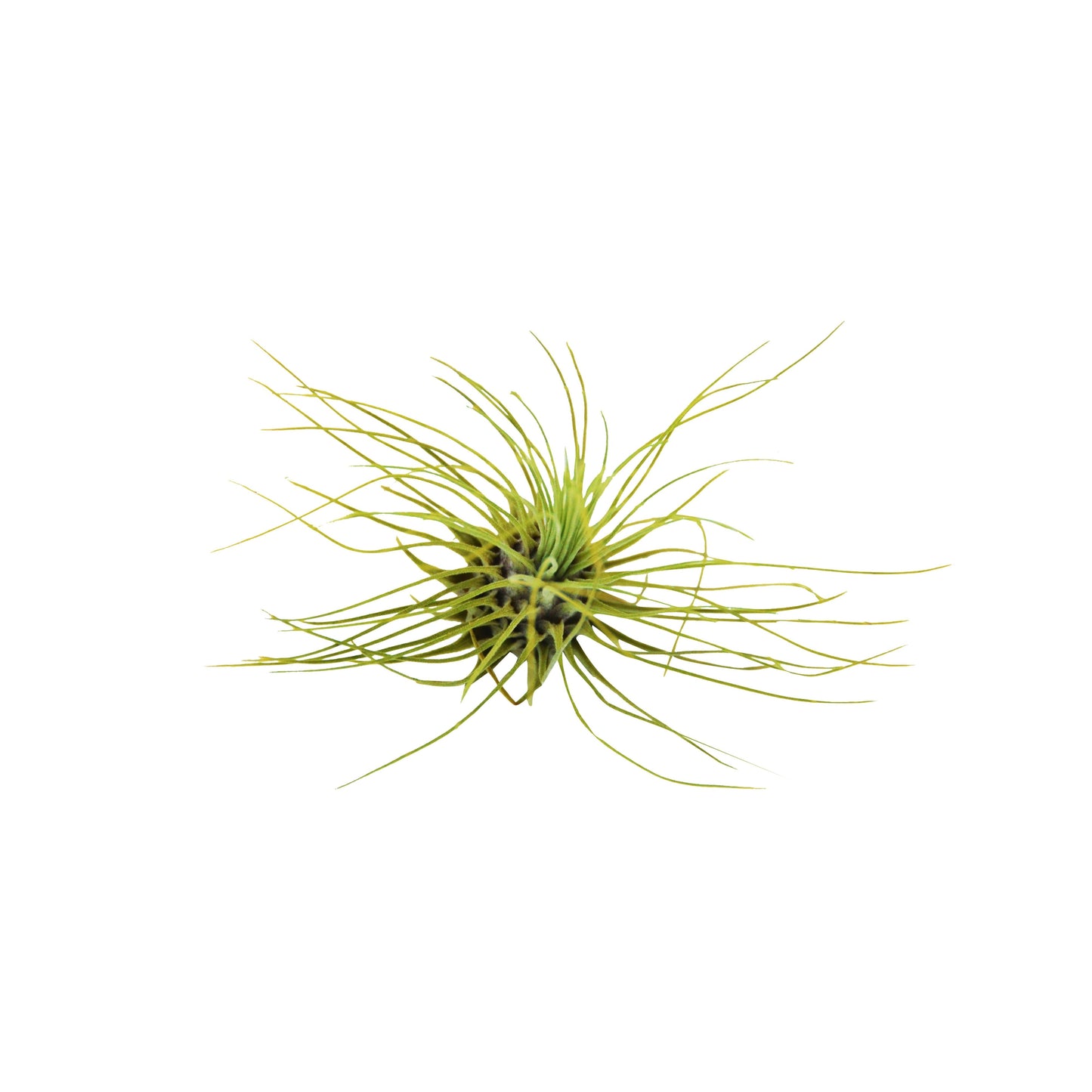 Tillandsia Air Plant Fuchsii - 5 Pack