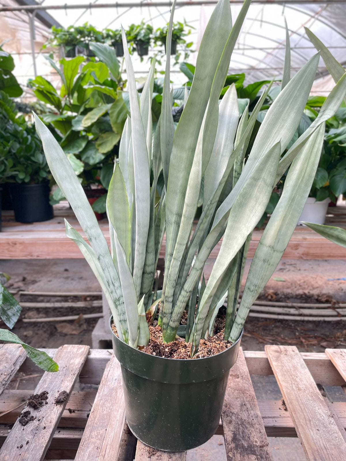 Snake Plant 'Metallica' - 10" Pot