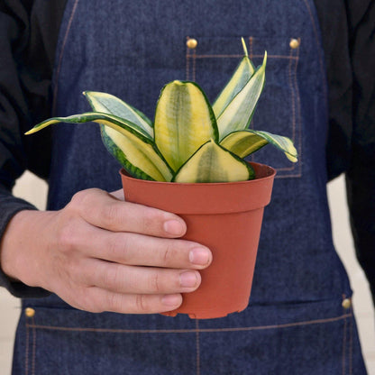 Snake Plant 'Gold Hahnii'