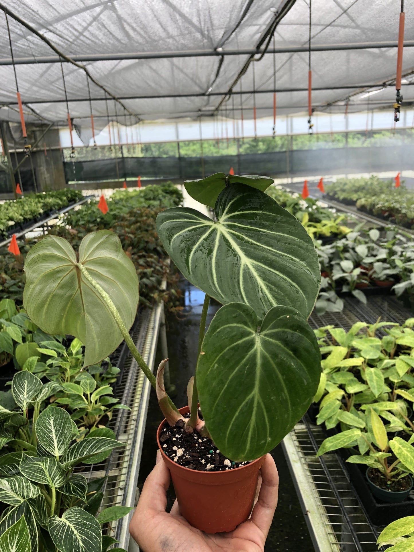 Philodendron 'Gloriosum'