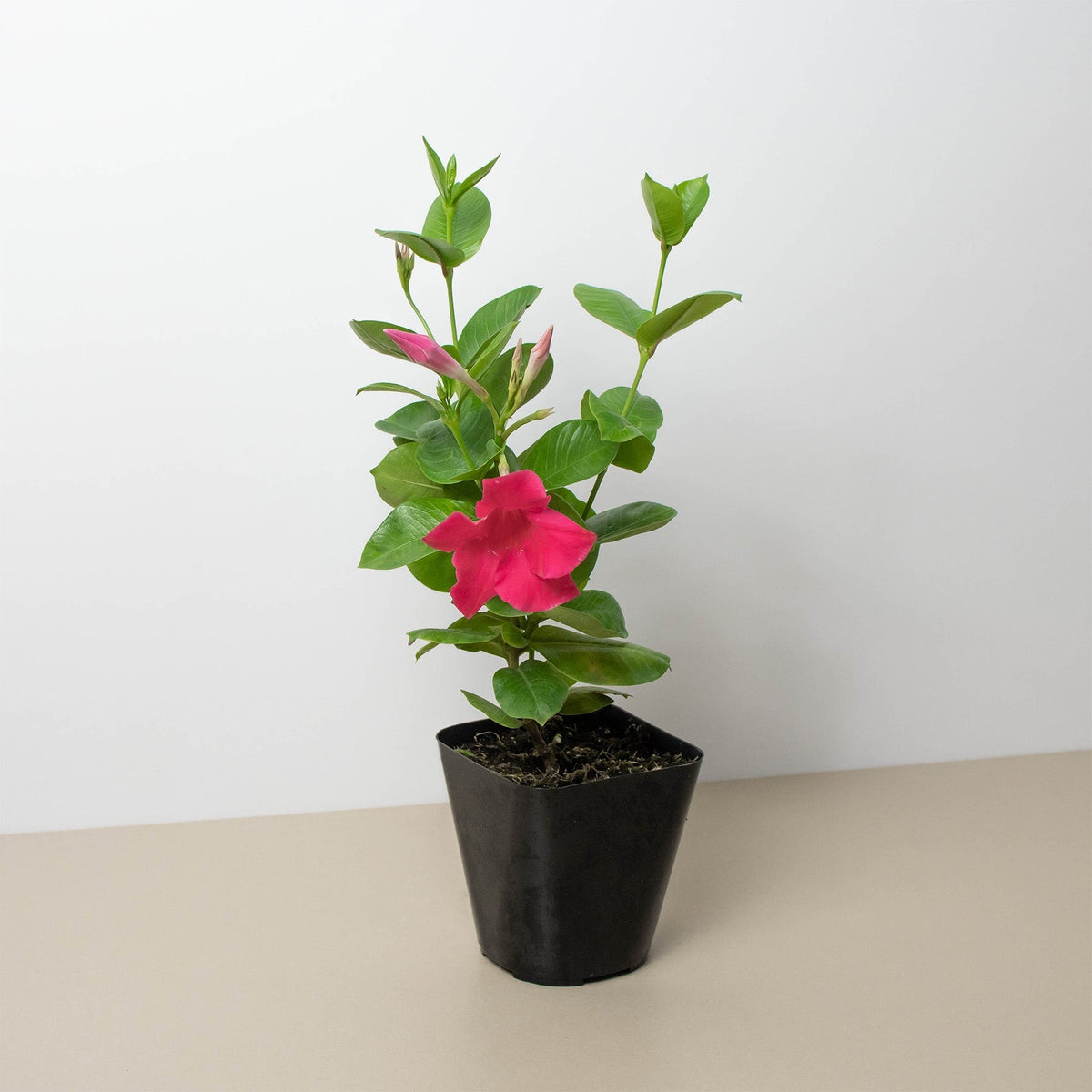 Dipladenia Premier Hot Pink