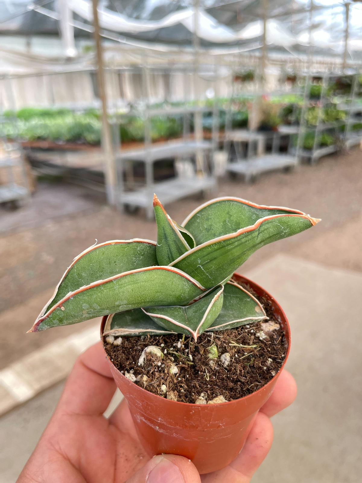 Sansevieria Samurai - 6" Pot