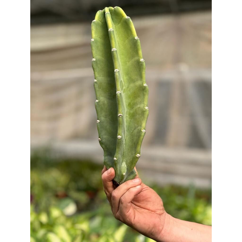 Cactus Cereus Peruvianus - 1.5 FT