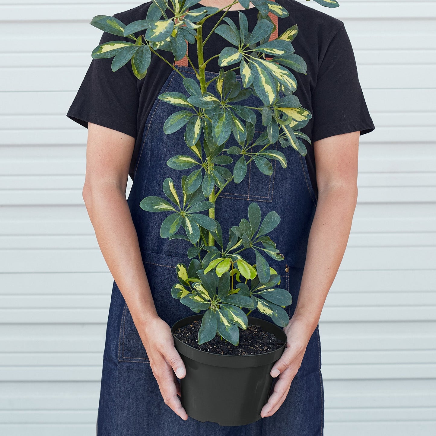 Schefflera 'Variegated'