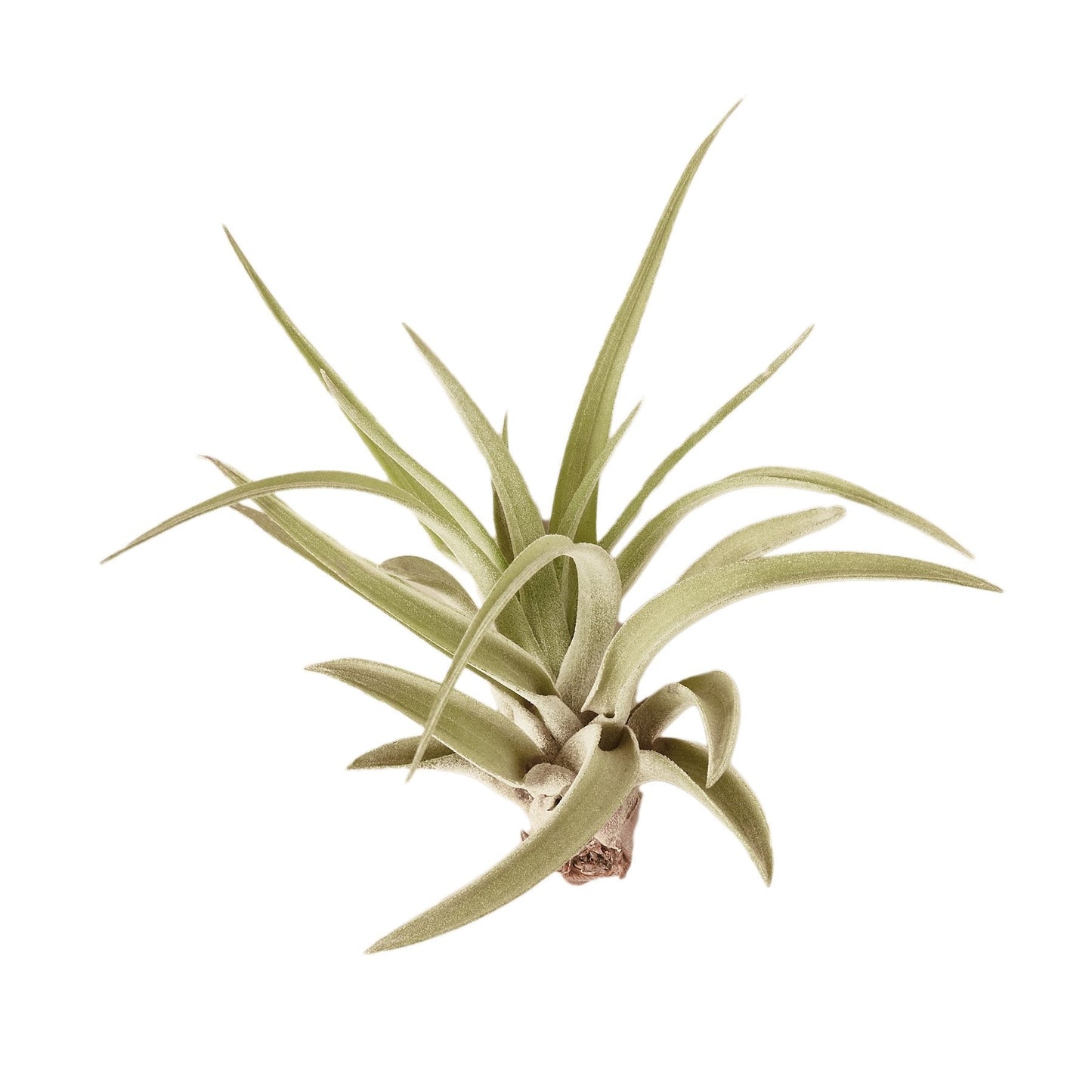 Tillandsia Air Plant Velutina w/ Fertilizer