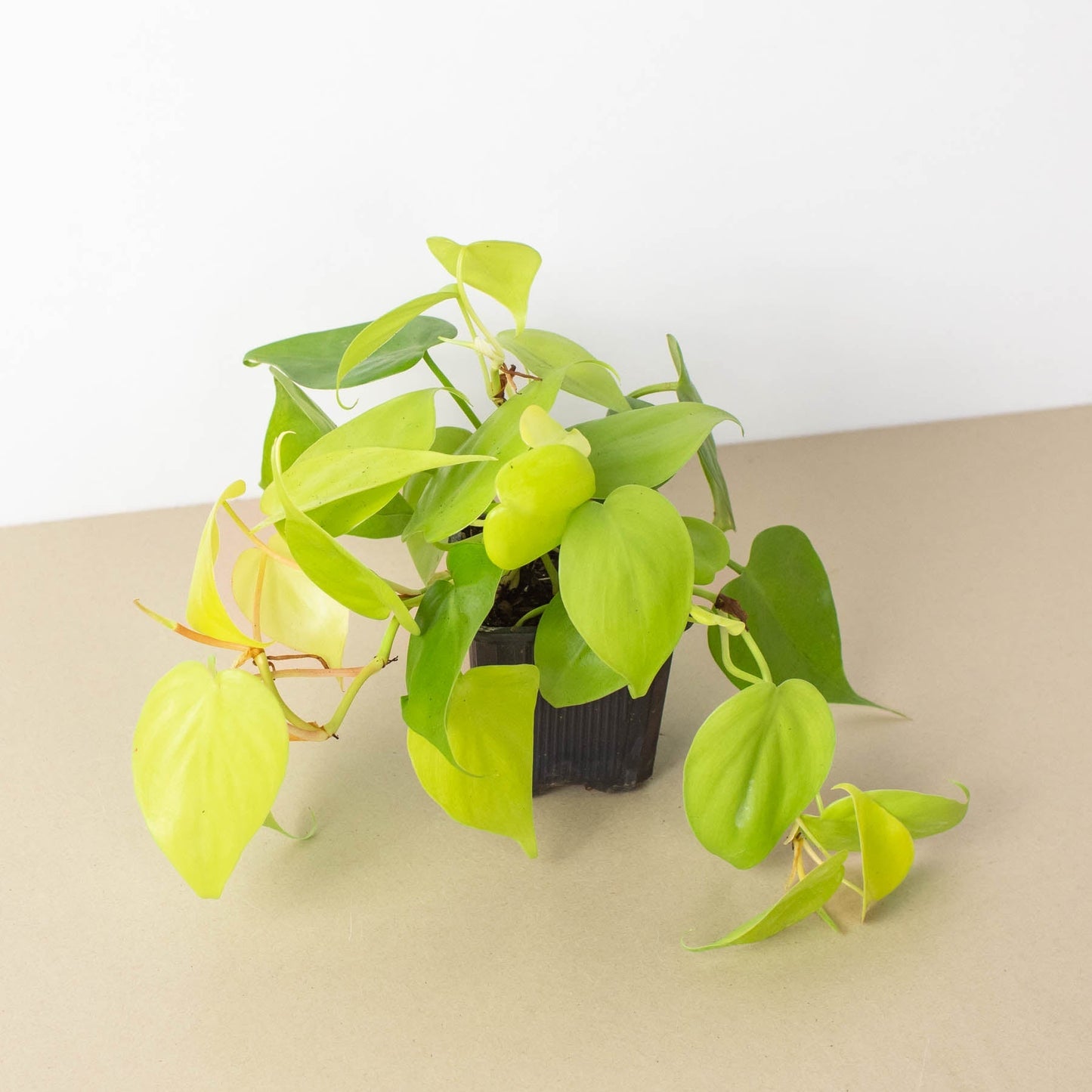 Philodendron Cordatum 'Neon'