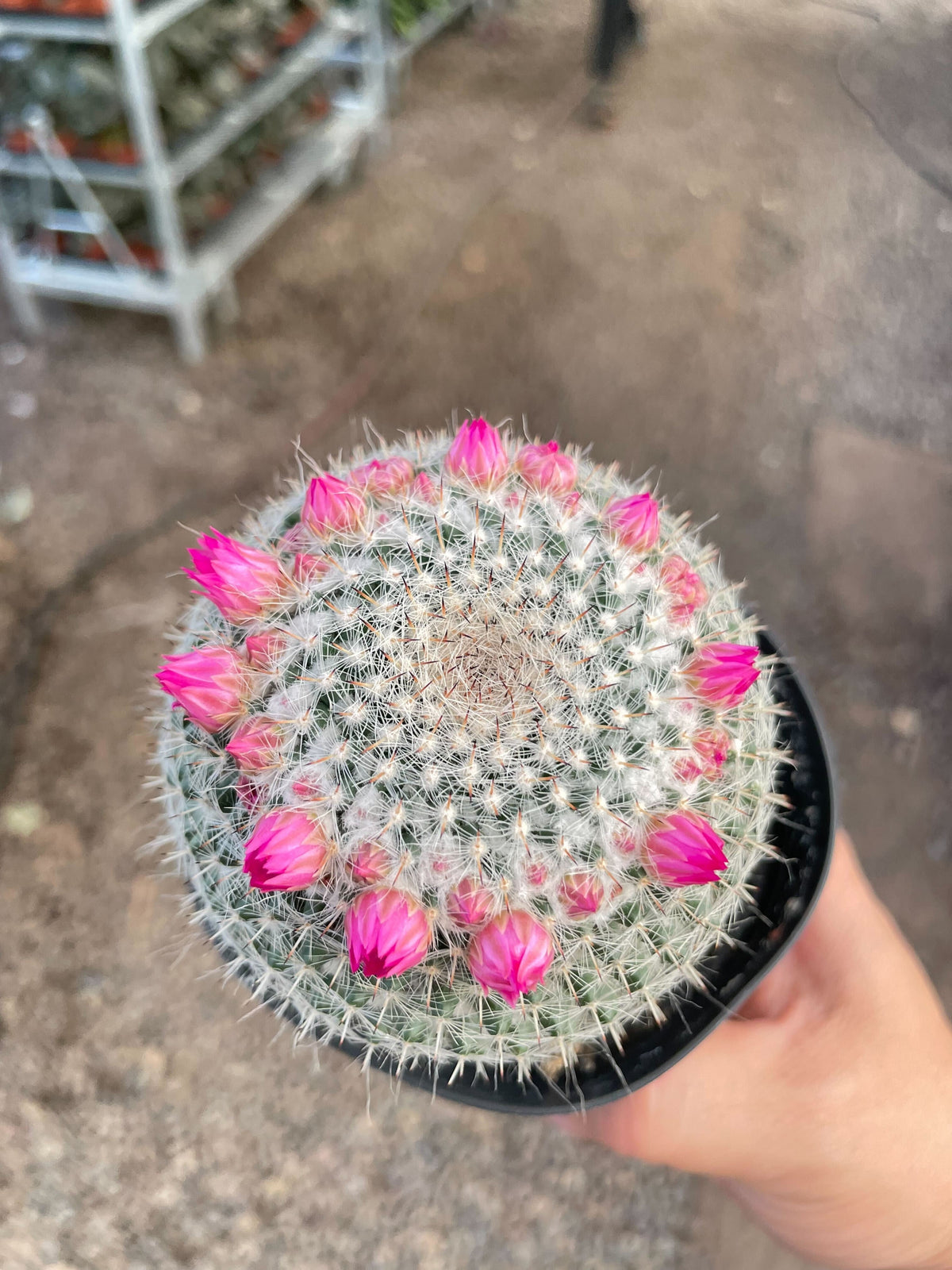 Mammillaria Hahniana Cactus