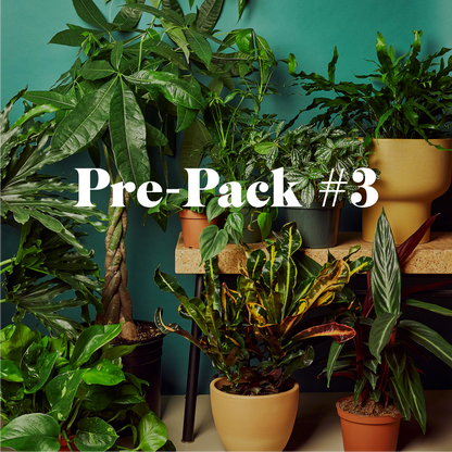 Plant Paradise Extra Large Bundle