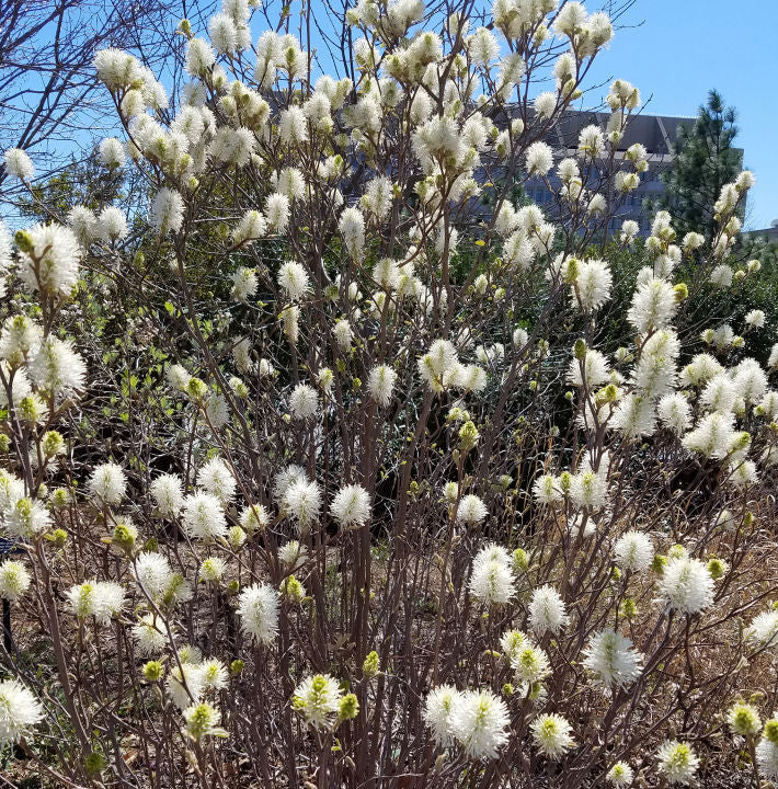 Dwarf Fothergilla | Shop Shrubs by Growing Home Farms