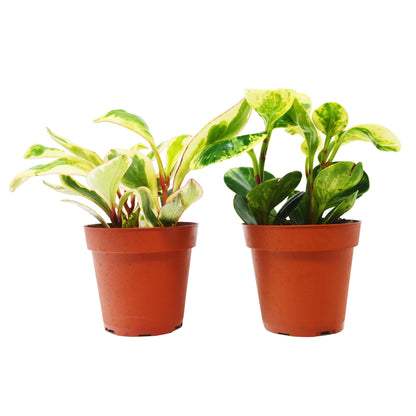 2 Peperomia Plants Variety Pack in 4" Pots - Baby Rubber Plants