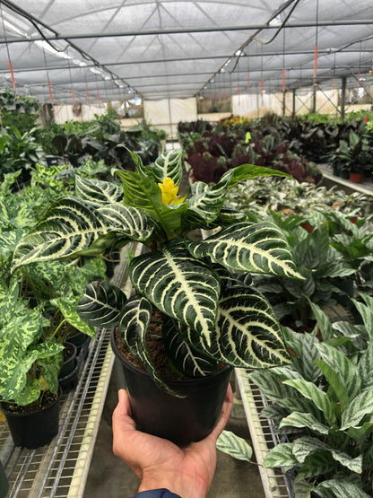 Zebra 'Aphelandra'