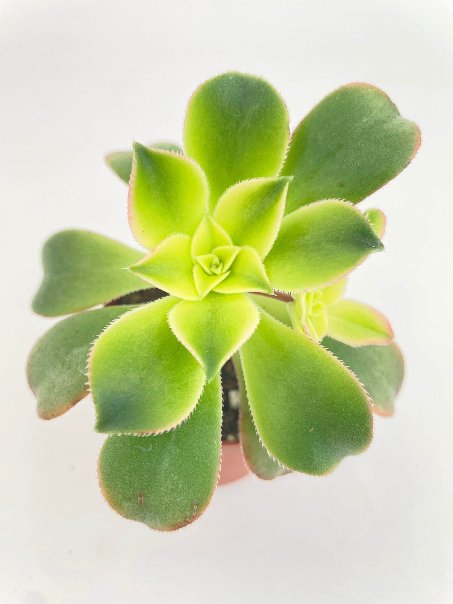 Aeonium 'Kiwi' Succulent by Bumble Plants