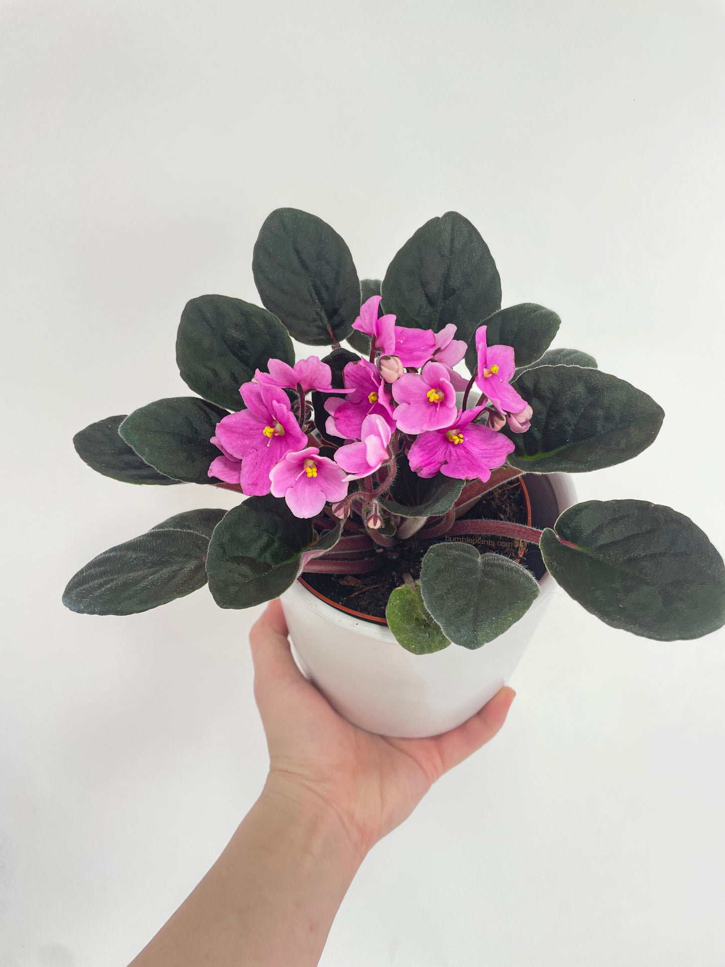 African Violet Saintpaulia by Bumble Plants