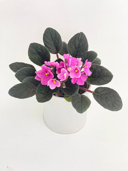 African Violet Saintpaulia by Bumble Plants