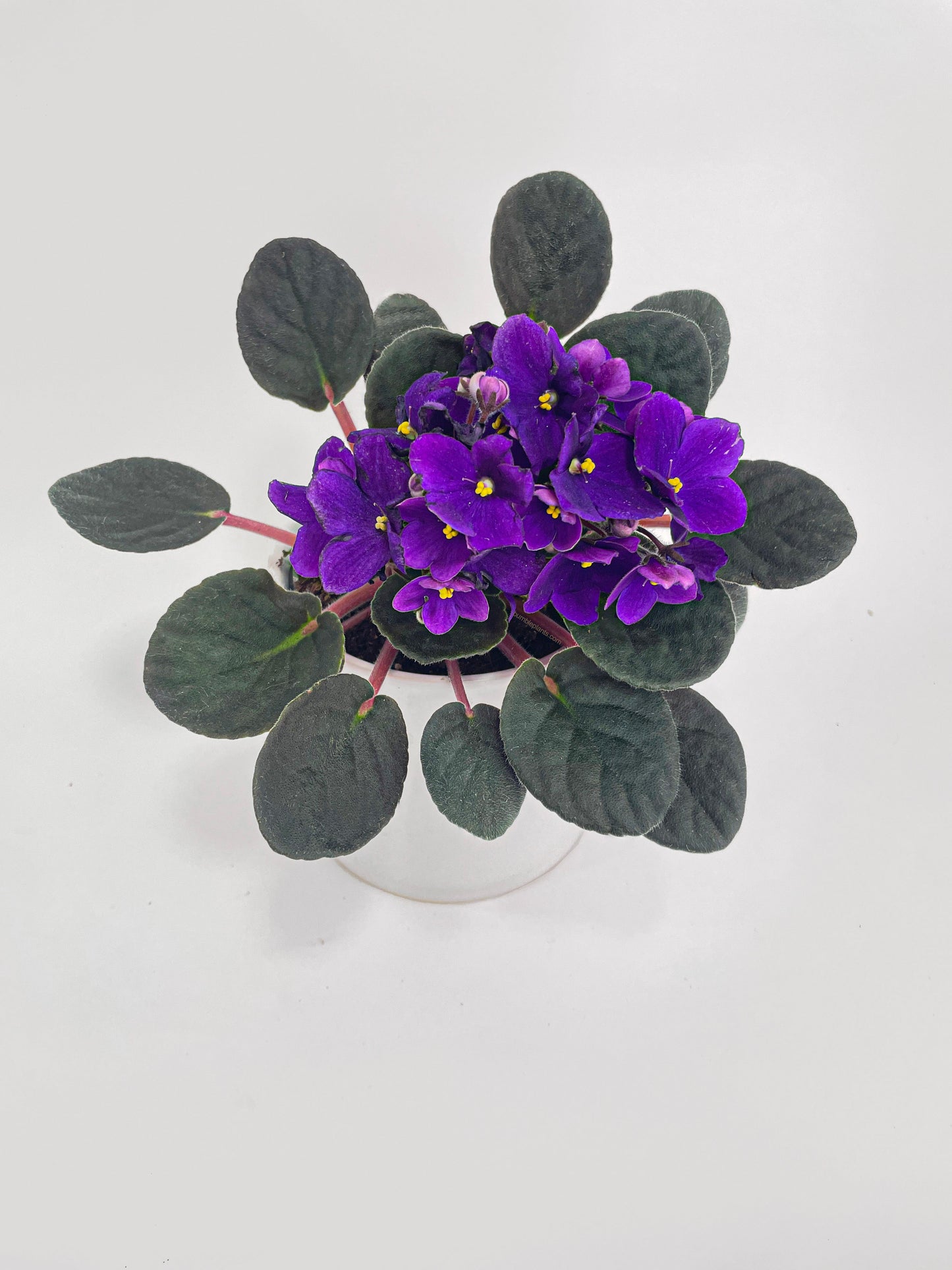 African Violet Saintpaulia by Bumble Plants