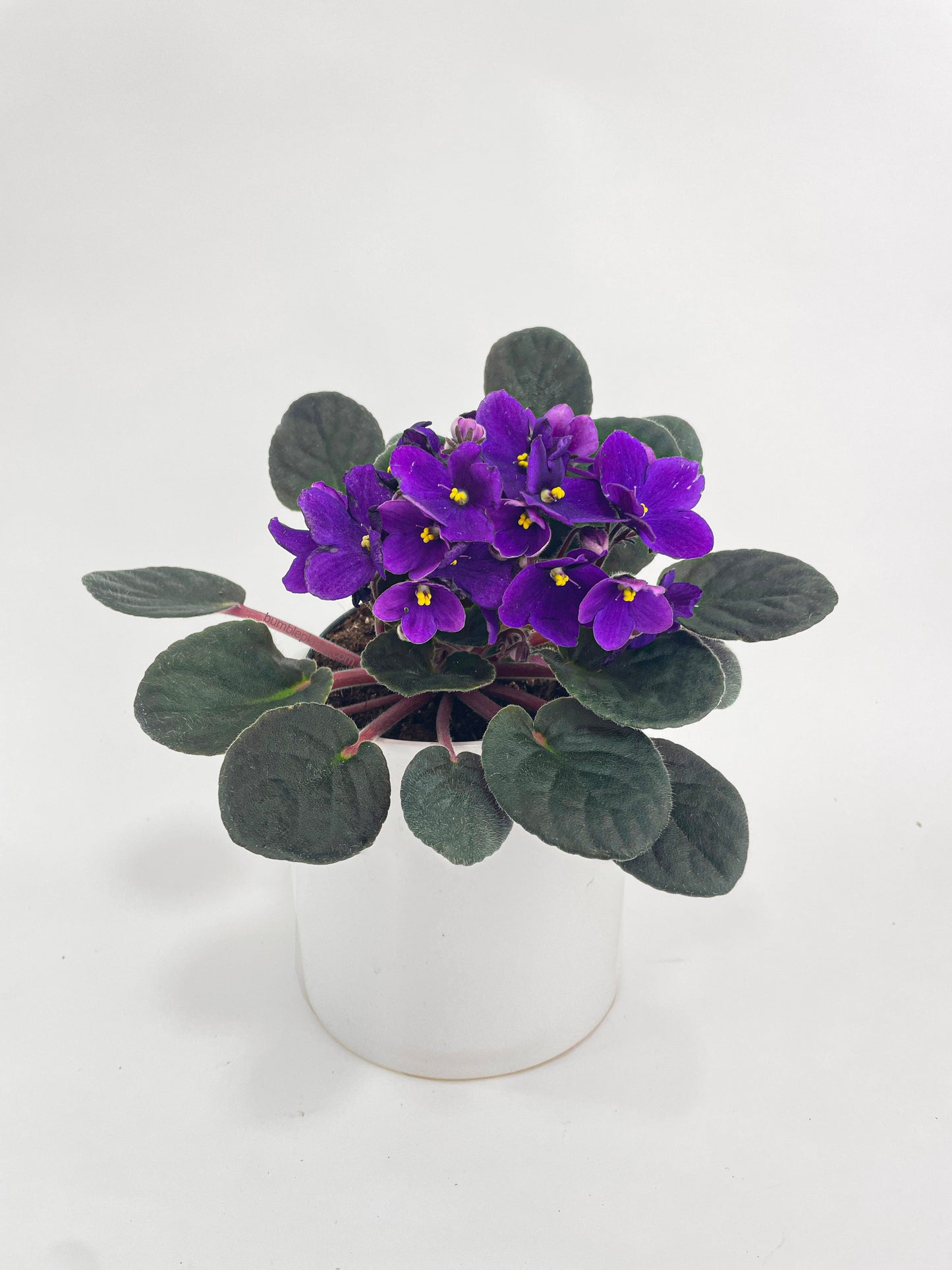 African Violet Saintpaulia by Bumble Plants