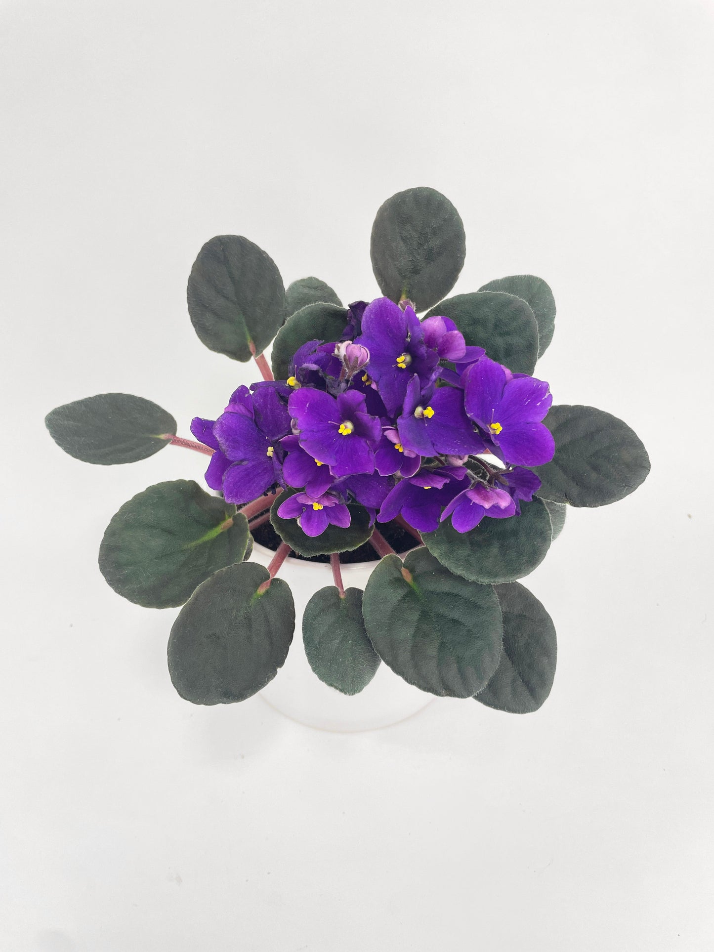 African Violet Saintpaulia by Bumble Plants