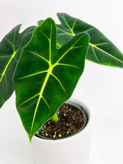 Alocasia Micholitziana 'Frydek' Hybrid by Bumble Plants