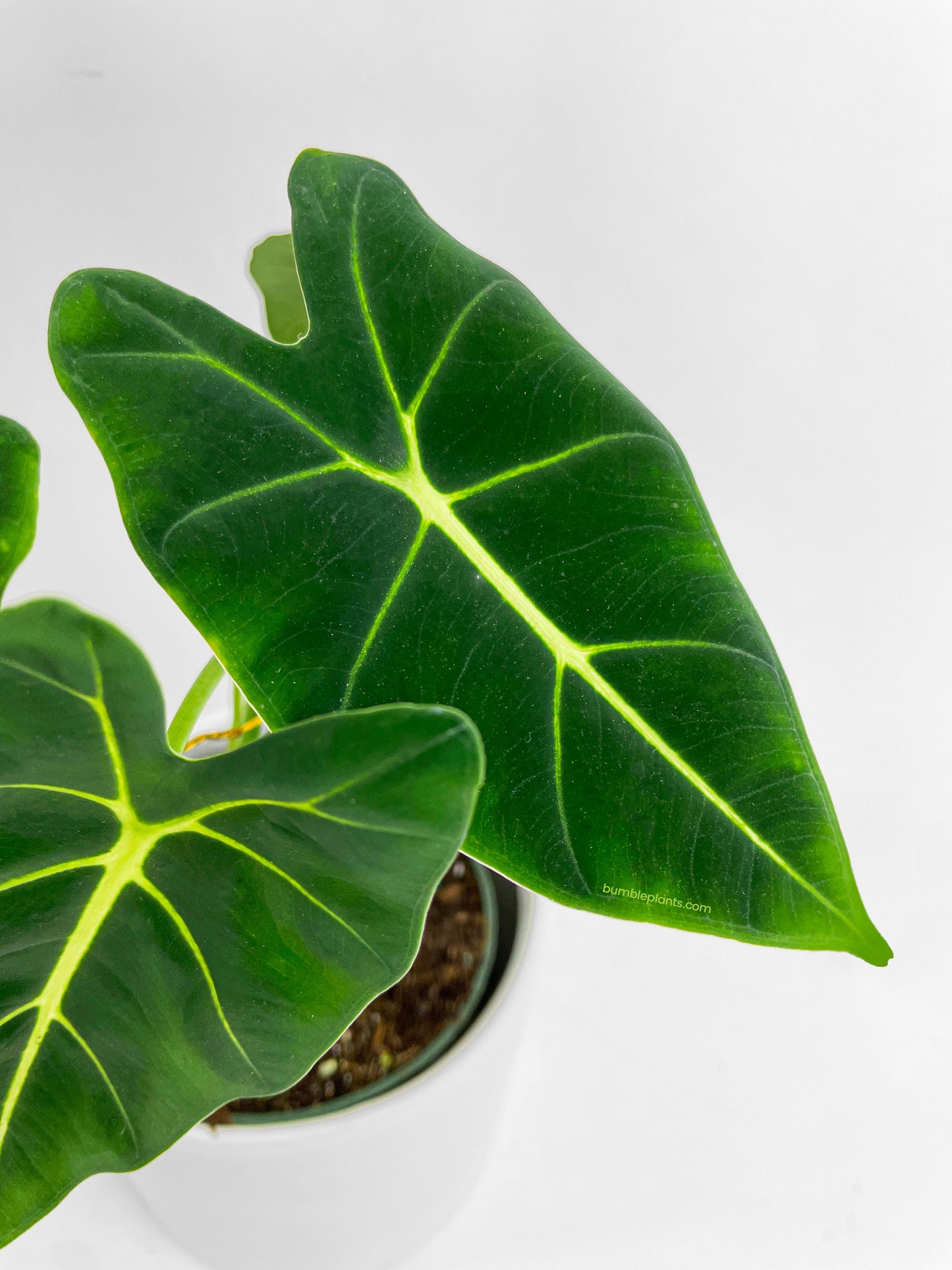 Alocasia Micholitziana 'Frydek' Hybrid by Bumble Plants