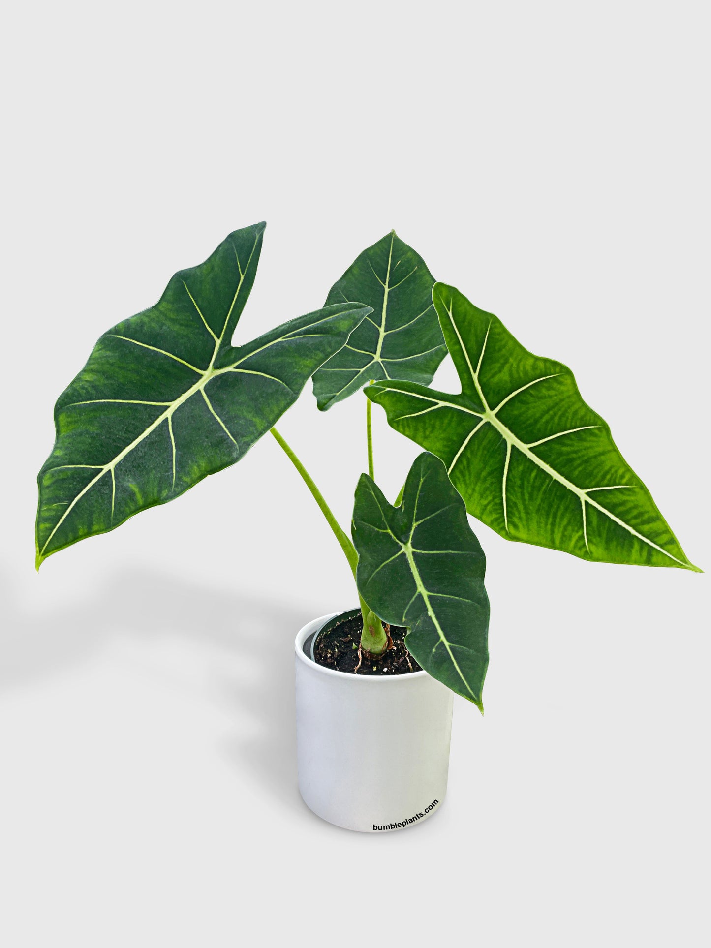 Alocasia Micholitziana 'Frydek' Hybrid by Bumble Plants