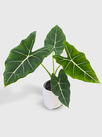 Alocasia Micholitziana 'Frydek' Hybrid by Bumble Plants