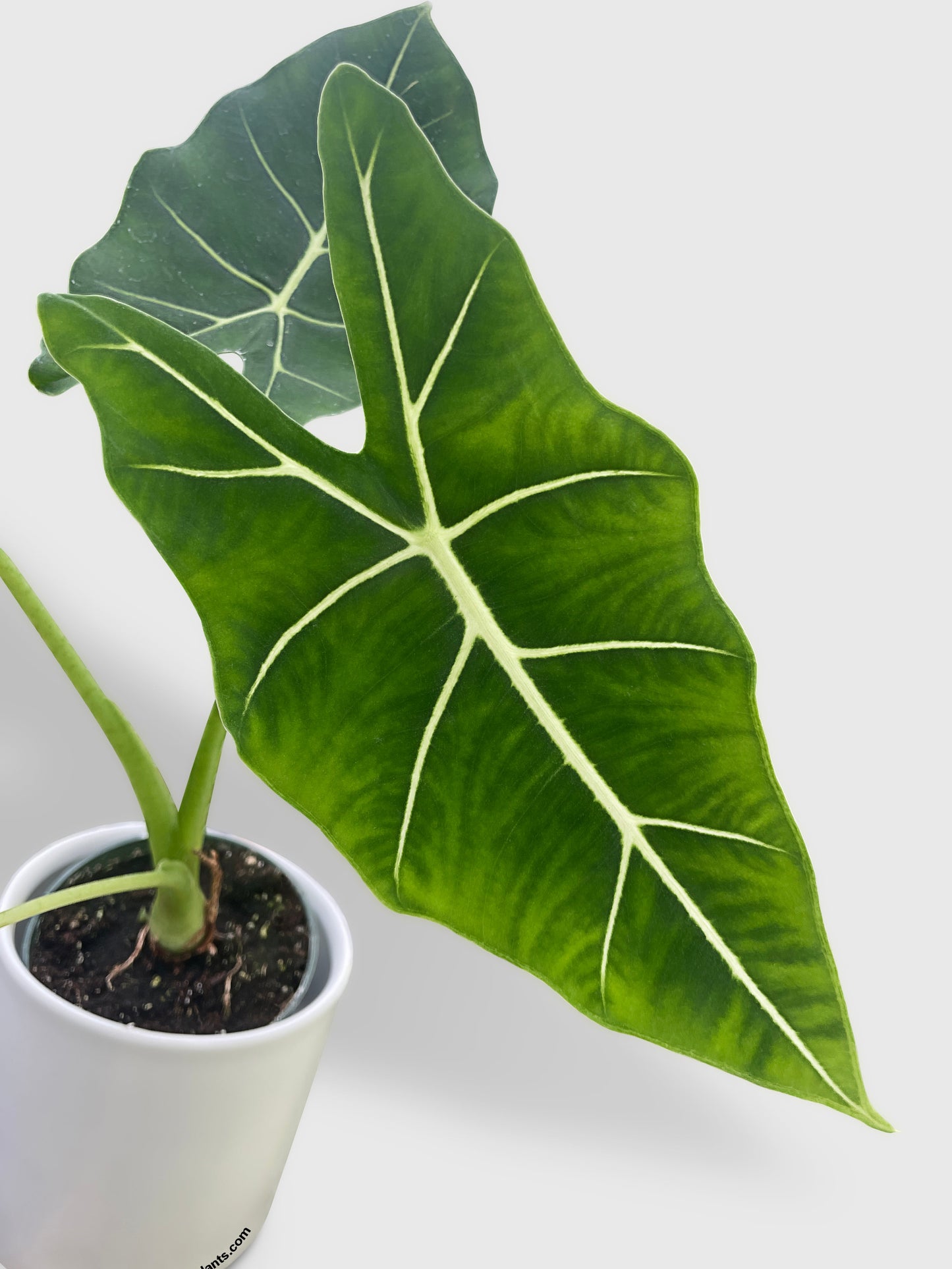 Alocasia Micholitziana 'Frydek' Hybrid by Bumble Plants