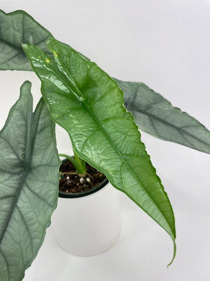 Alocasia Heterophylla Silver 'Dragon's Breath by Bumble Plants