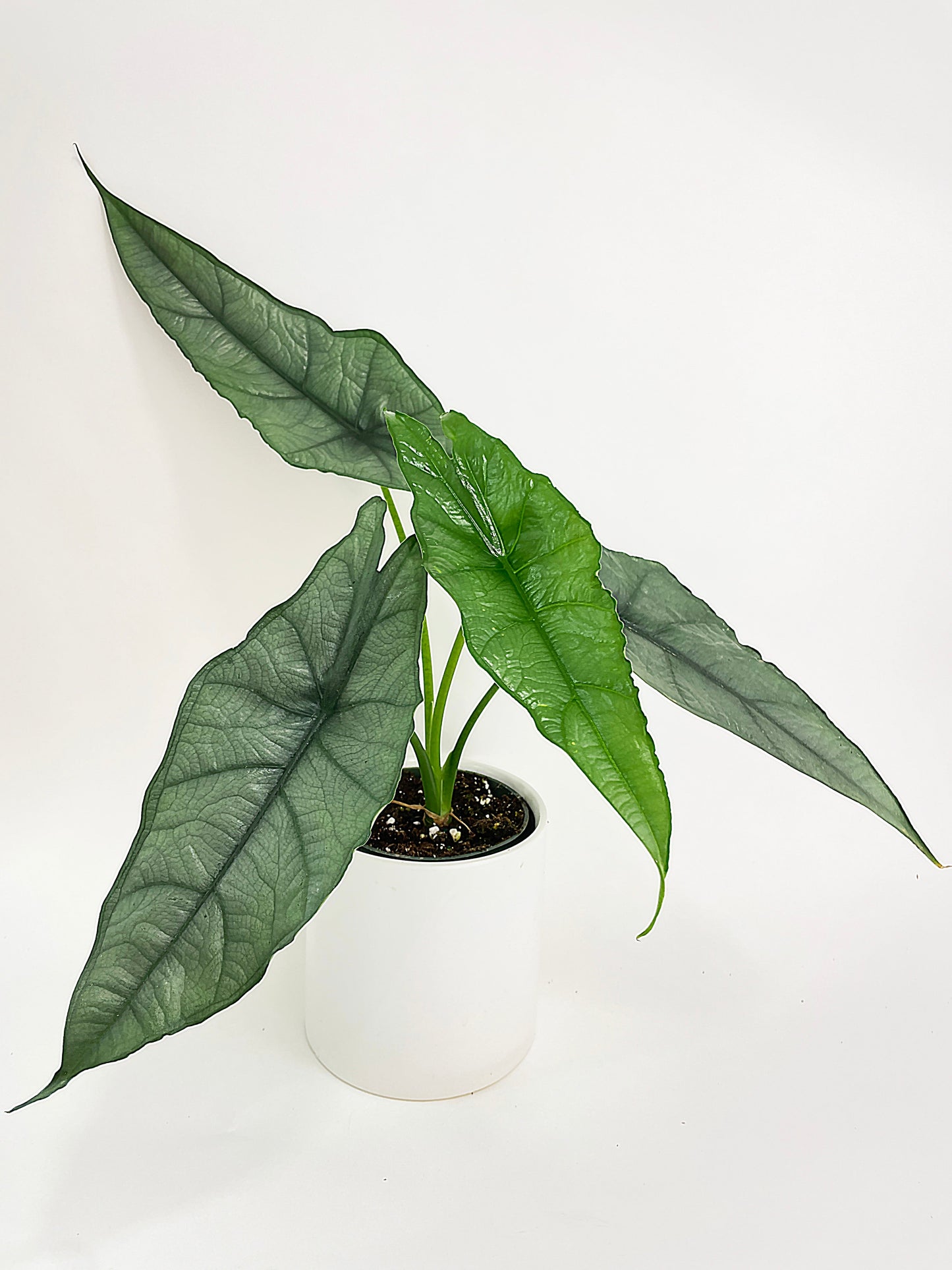 Alocasia Heterophylla Silver 'Dragon's Breath by Bumble Plants