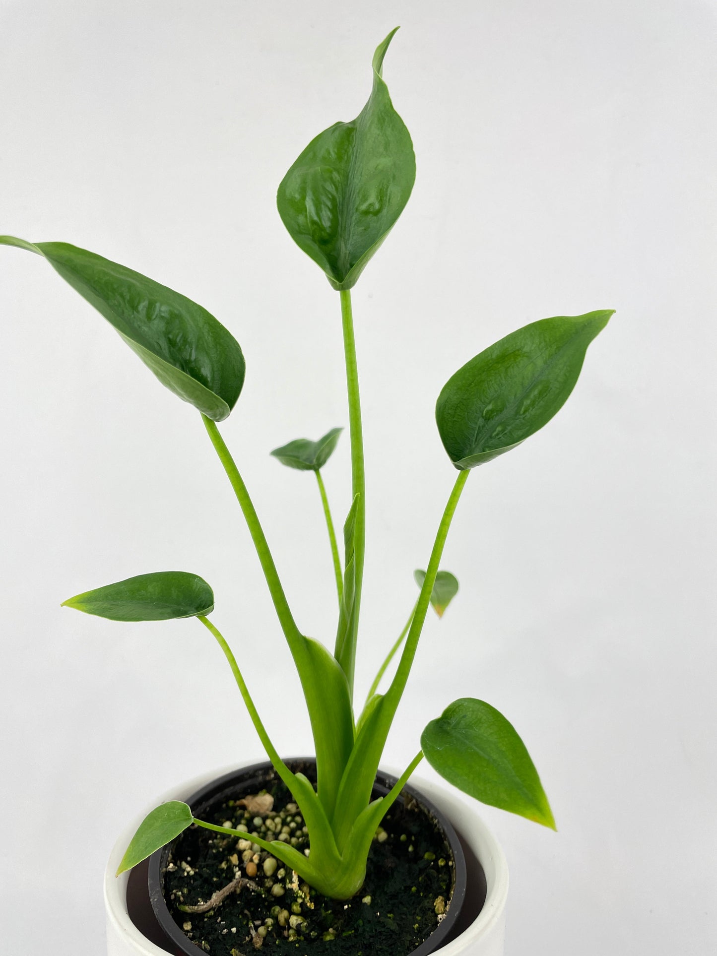 Alocasia Tiny Dancers Hybrid by Bumble Plants