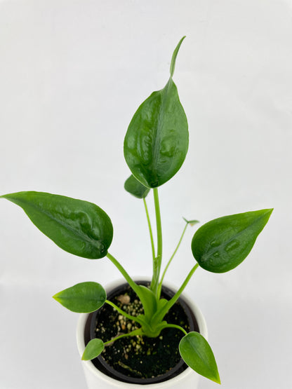 Alocasia Tiny Dancers Hybrid by Bumble Plants