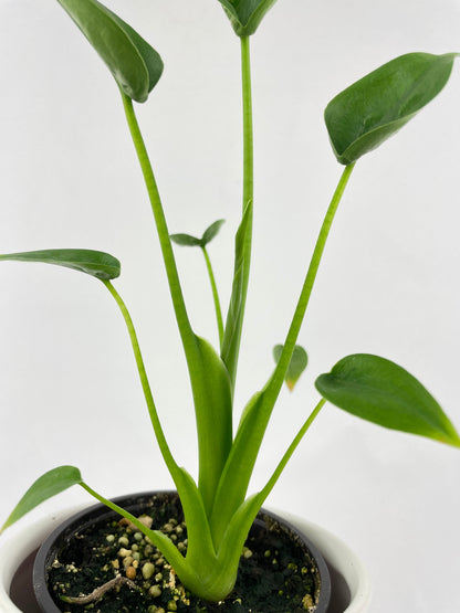 Alocasia Tiny Dancers Hybrid by Bumble Plants