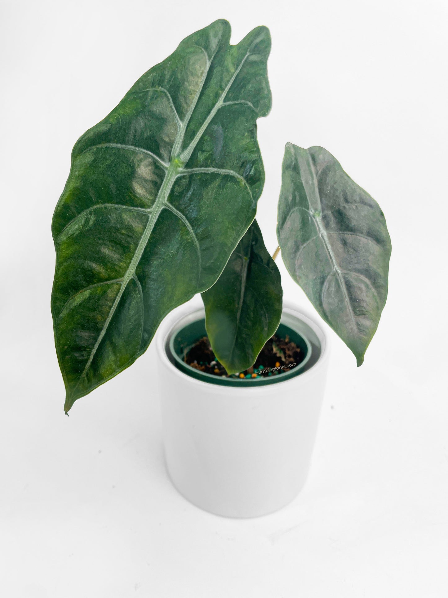 Alocasia X Chantrieri Hybrid by Bumble Plants