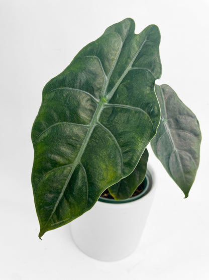 Alocasia X Chantrieri Hybrid by Bumble Plants