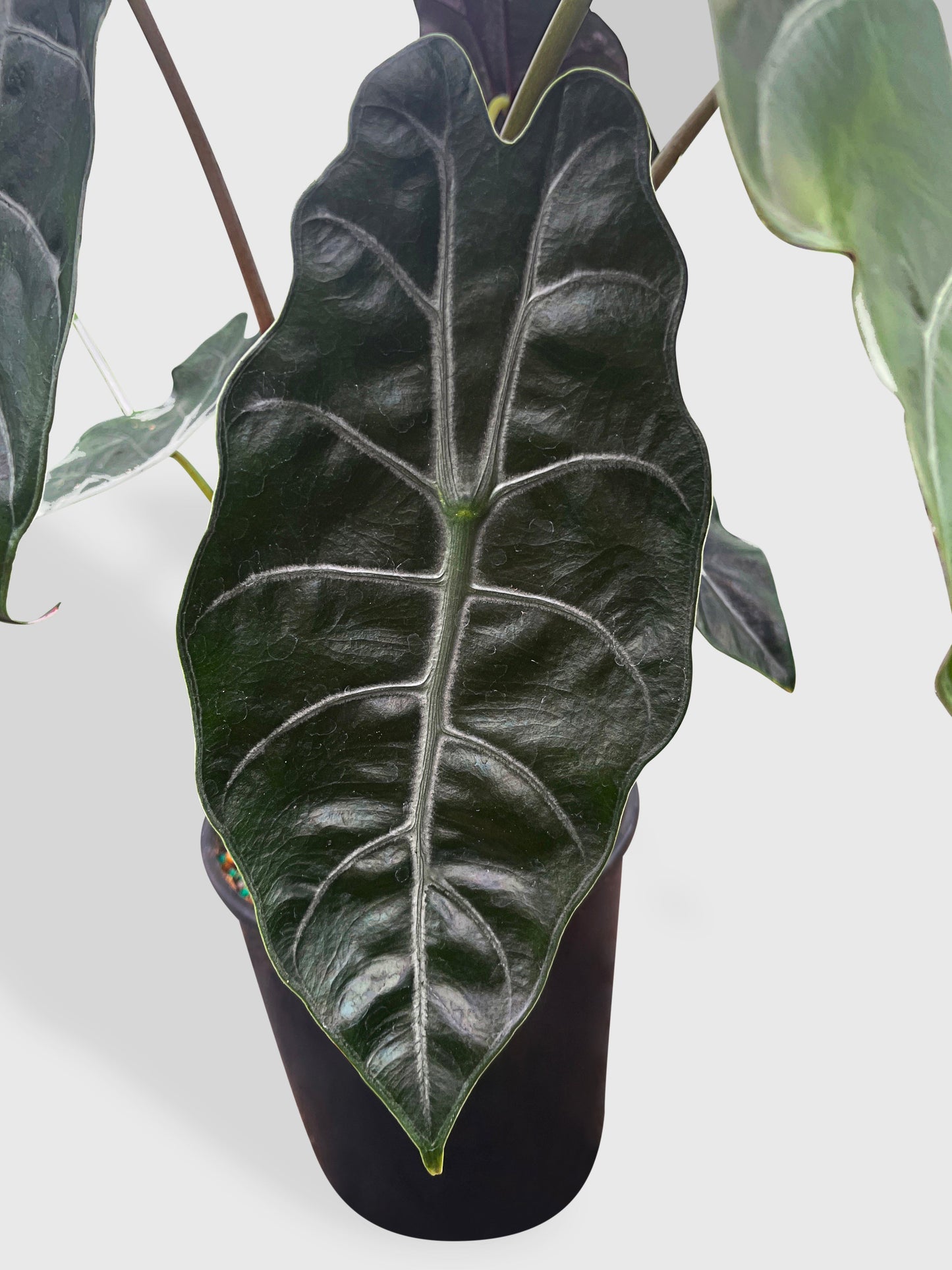 Alocasia X Chantrieri Hybrid by Bumble Plants