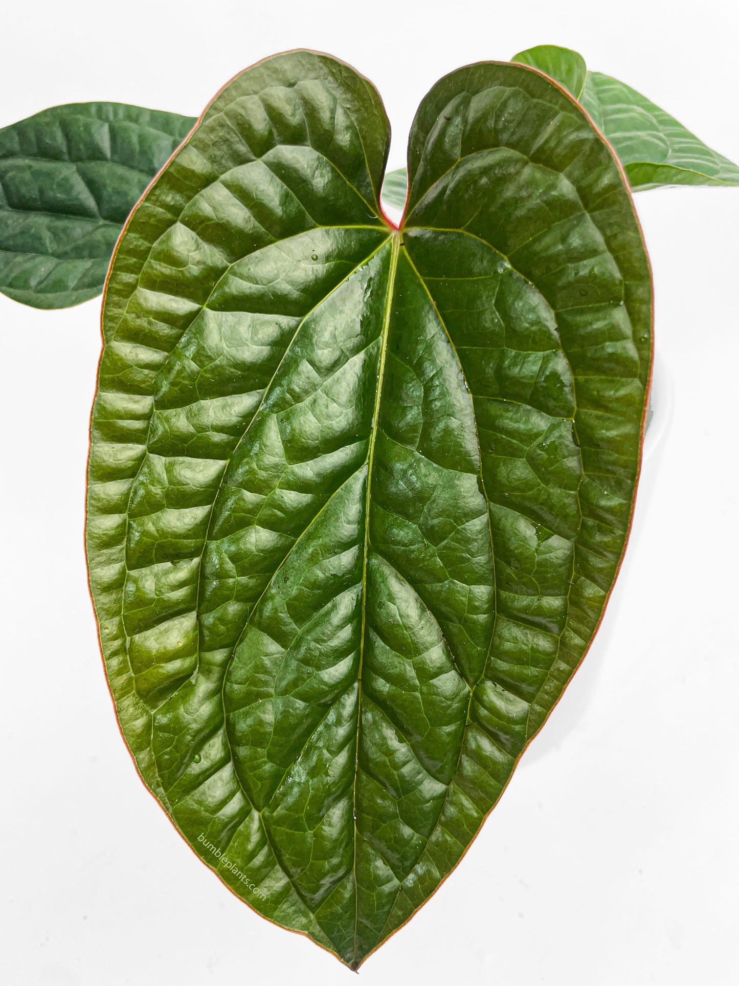 Anthurium Radicans x Luxurians Hybrid by Bumble Plants