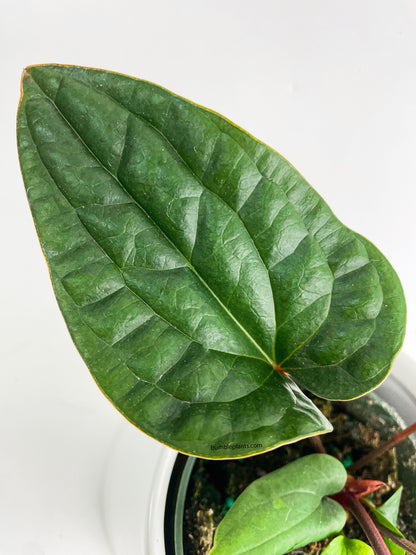 Anthurium Radicans x Luxurians Hybrid by Bumble Plants