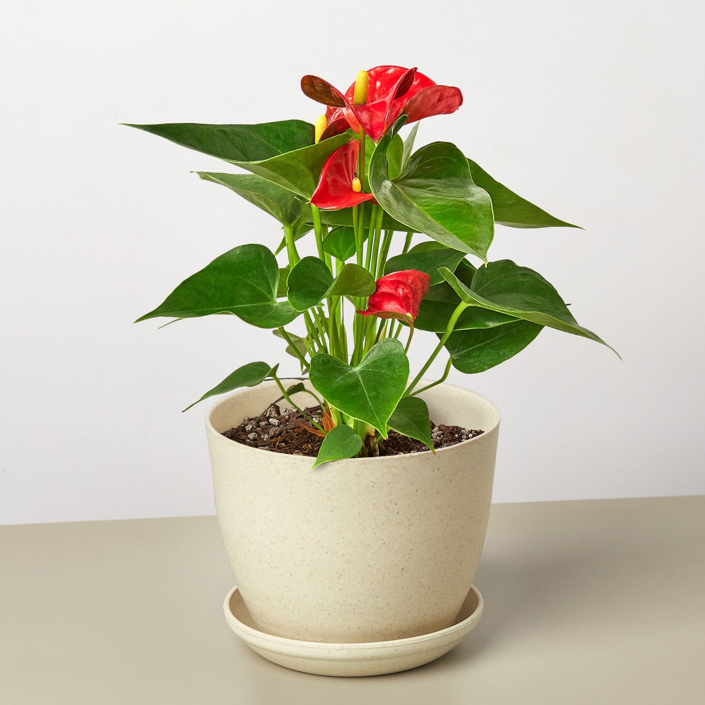 Anthurium 'Red'