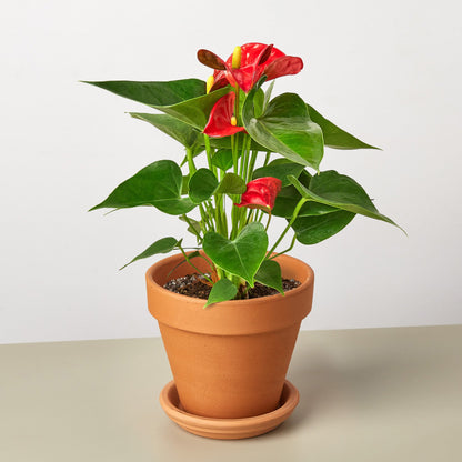 Anthurium 'Red'