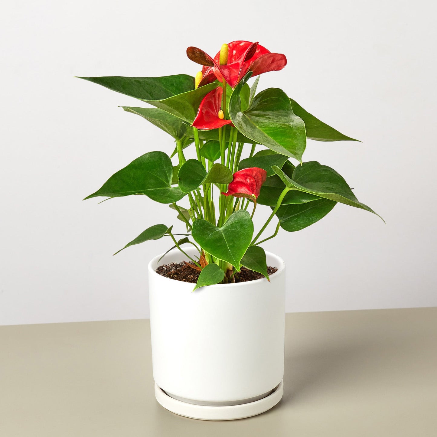 Anthurium 'Red'