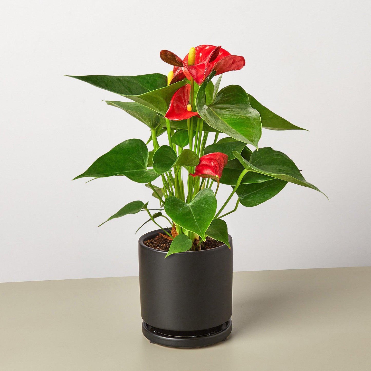 Anthurium 'Red'