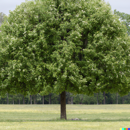 Bartlett Pear Tree