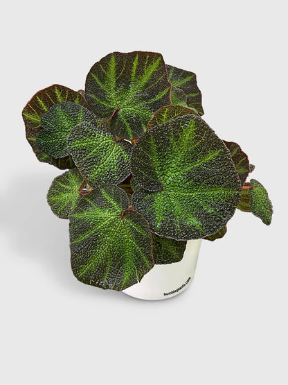 Begonia Soli-Mutata (Sun-Changing Begonia) by Bumble Plants