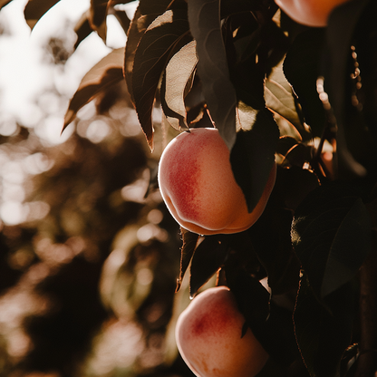 Belle of Georgia Peach Tree