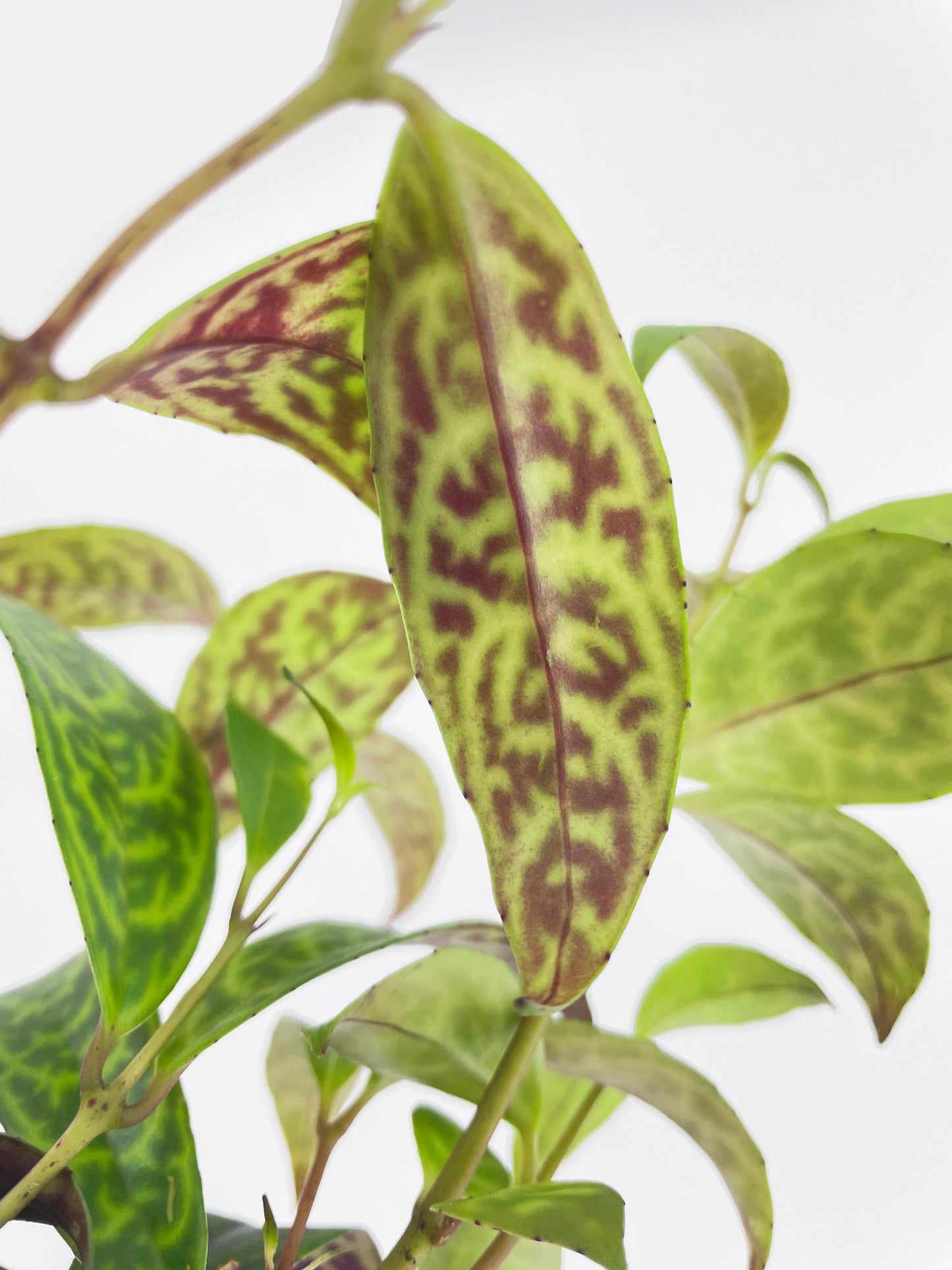 Black Pagoda Panther Lipstick Plant by Bumble Plants