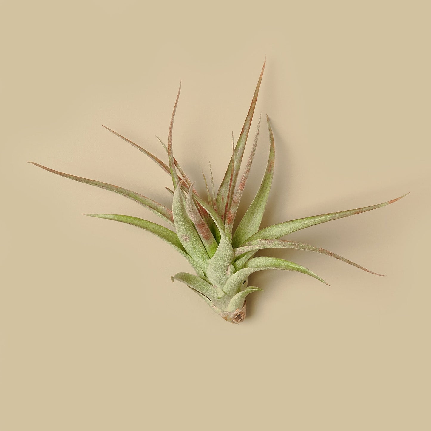 Tillandsia Air Plant Brachycaulos