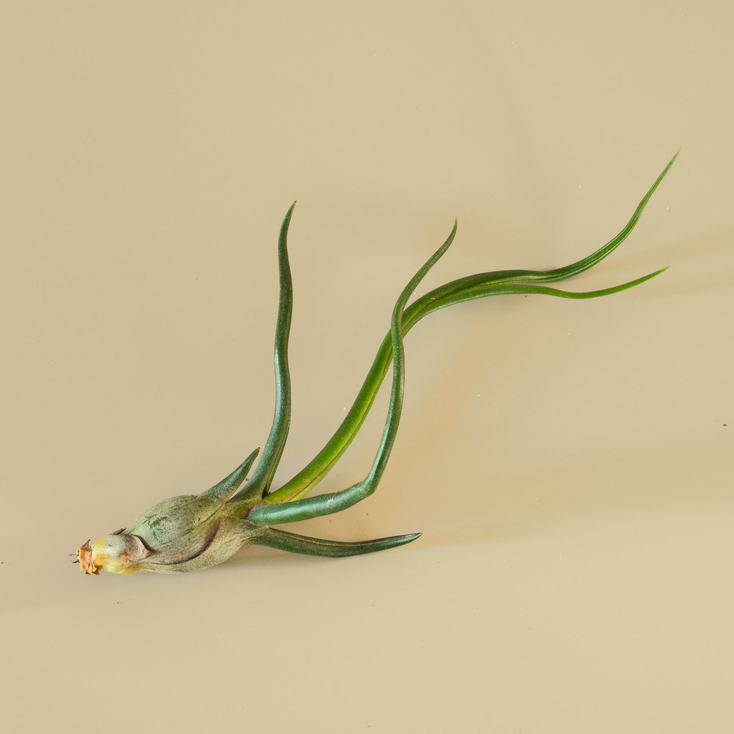 Tillandsia Air Plant Bulbosa - 10 Pack