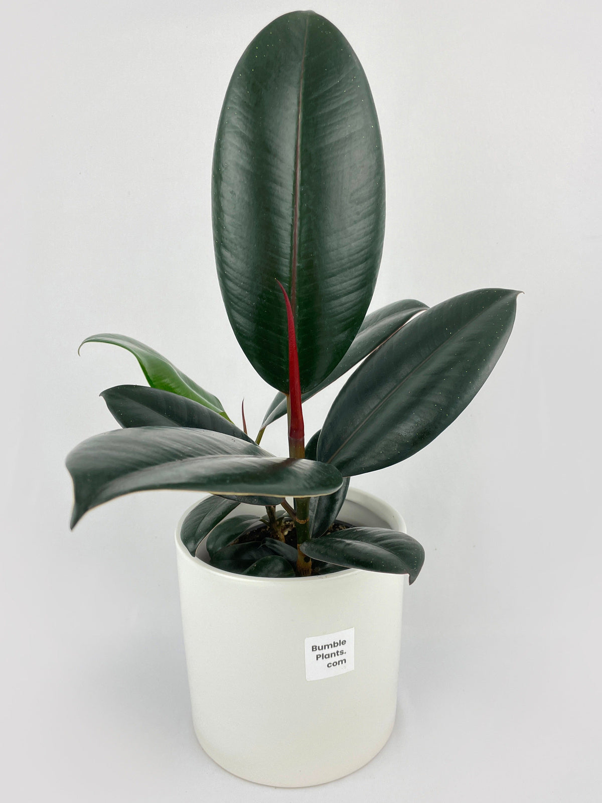 Burgundy Ficus Elastica Black Rubber Plant by Bumble Plants